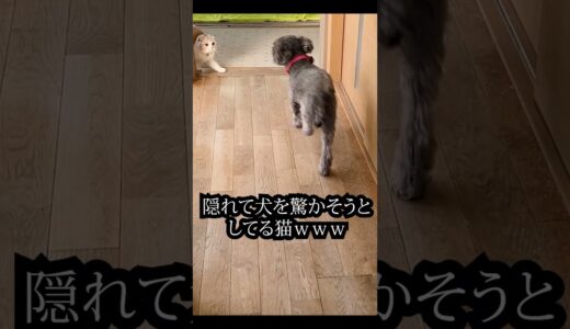 こっそり隠れて子猫が犬を驚かせようとしたら... 笑#shorts