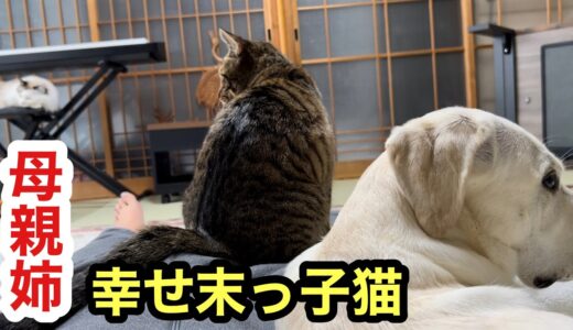 母親と思う犬に甘え、姉と思う猫に遊んでもらう幸せ末っ子猫ジンくん