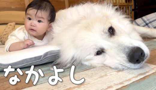 【ラブラブ】大好きな妹と仲直りできた途端甘えまくる超大型犬｜グレートピレニーズ