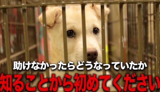 心臓病で愛護センターから引き取った犬はピースワンコに来た結果...