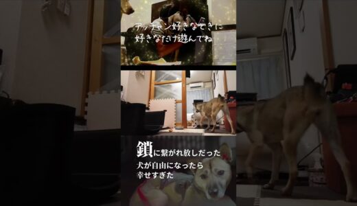 【感動】鎖に繋がれたままだった犬が自由に歩き！笑顔になる瞬間 #shorts