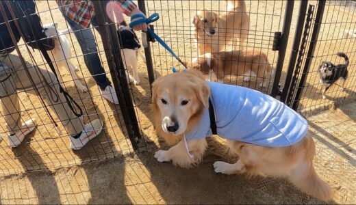 バカ犬と言われたので見返すためにドッグラン行ってきました。