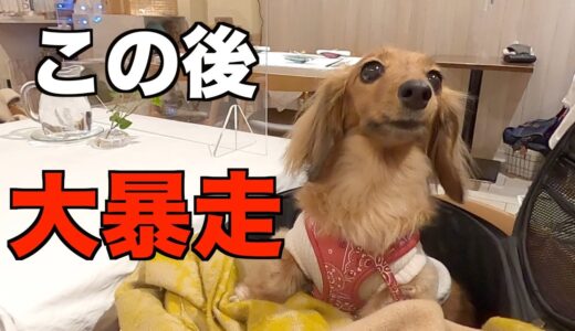 犬と行けるフレンチ店/ママの誕生日/店内で暴走【カニンヘンダックスえびすの日常】