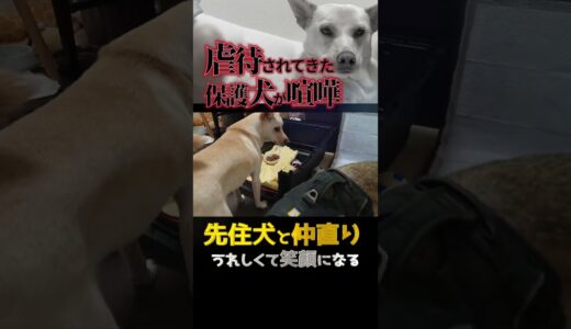 【虐待され怯えた犬】先住犬と喧嘩「7日間トライアル」仲直りの健気な笑顔に号泣#shorts