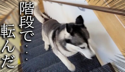 子猫に良いところを見せようとしたが階段で転んでしまったハスキー犬...