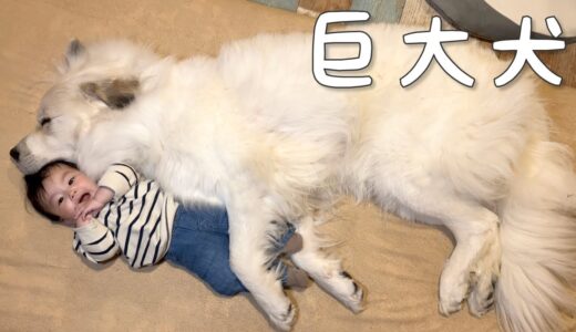 【怪獣？】デカ過ぎる超大型犬の姉に甘えられて、困っている生後6ヶ月の妹｜グレートピレニーズ