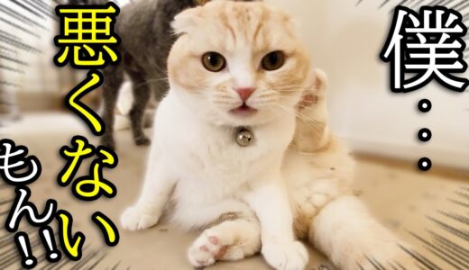 初めて真剣に叱られてションボリしちゃった子猫とハスキー犬がこちら...