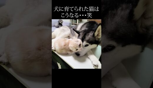 いつもより2時間遅く帰宅したらこうなってた猫と犬…#shorts