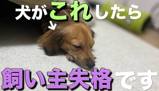 犬がこの行動をしたら飼い主失格です。