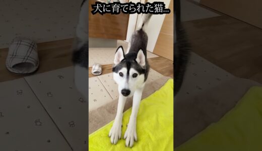 子猫に触れてたら育ての親の犬に怒られた...笑#shorts