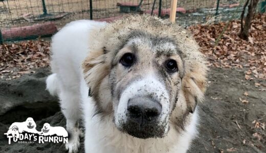 凍っていない場所を見つけてせっせと穴掘りをしているベルです　Great Pyrenees　グレートピレニーズ