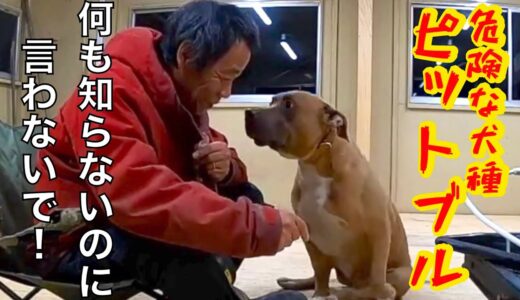 【ピットブルの真実】危険⁉️凶暴⁉️犬を見る前に連れている飼い主を見よ‼️