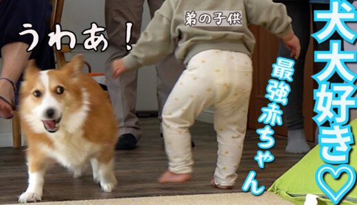 犬が好きすぎる赤ちゃんがやって来た！タジタジになるコーギー犬