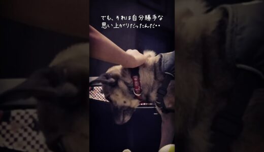 【号泣】生まれて初めて優しくされた犬を抱きしめたら#shorts