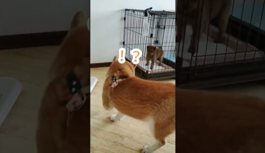 子犬と先住犬ドキドキの初対面  #shorts