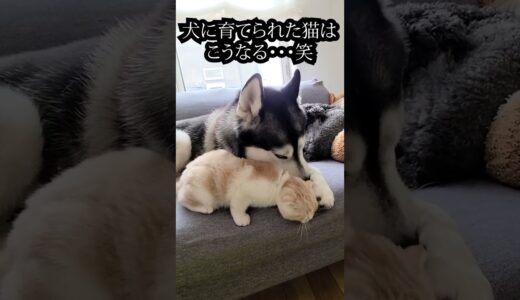 犬が怪我したと思い心配する子猫がこちら...#shorts