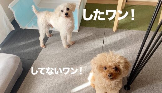 保護犬が、褒めて欲しくてトイレのフリを覚えてしまいました