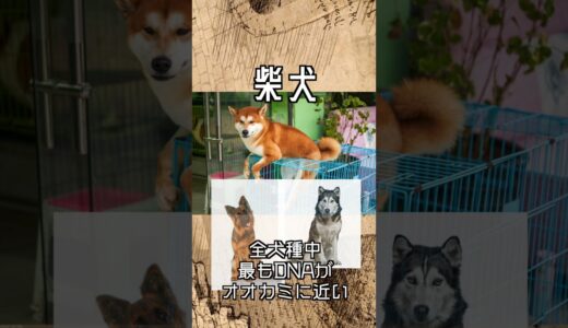 DNAが最もオオカミに近いイヌ！ 柴犬