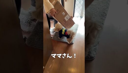 荷物が届いた犬【関西弁でしゃべる犬】#353 The dog received a package 【Dog talking 】 #shorts