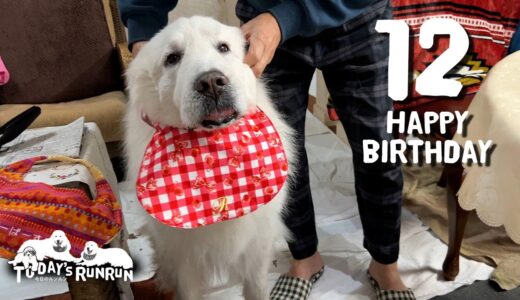 【誕生日】12歳になったルンルンです　Great Pyrenees　グレートピレニーズ