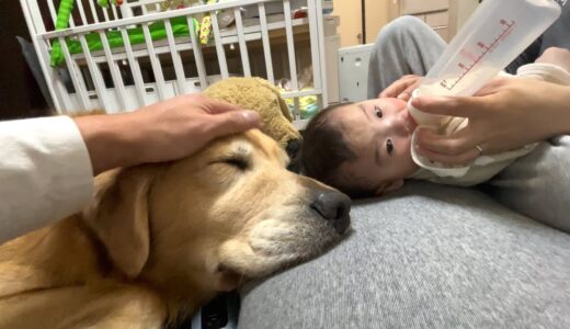 犬と赤ちゃんは手がかかるほど可愛いと言うけど、ホントです。