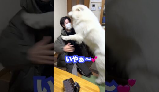 飼い主のことが大好きだけど欲望に屈しちゃう超大型犬　#shorts