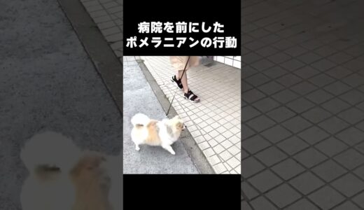 行き先が病院だと気付いた犬の行動が面白すぎたw #ポメラニアン #ちくわの日常