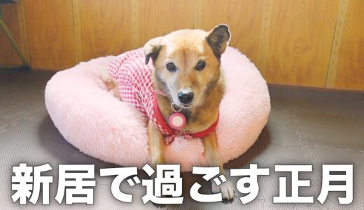 長年外飼いだった雑種犬コロちゃんの室内で過ごすお正月休みがこちらです