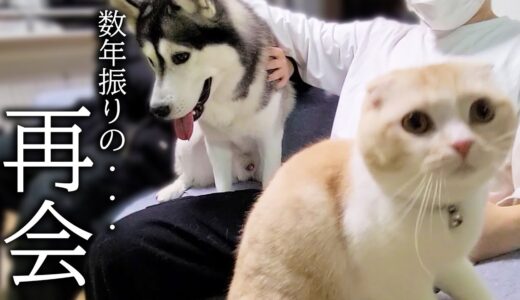 数年ぶりに大好きなお兄ちゃんに再会した子猫と犬がこうなった…