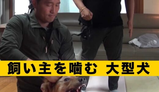 ペットの犬が家族を噛んでも、誰も管理しようとしない？鋭気のあるドッグトレーナーは痛快に問題を解決した