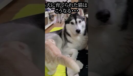 子猫の行動に驚いたハスキー犬がこちら...#shorts