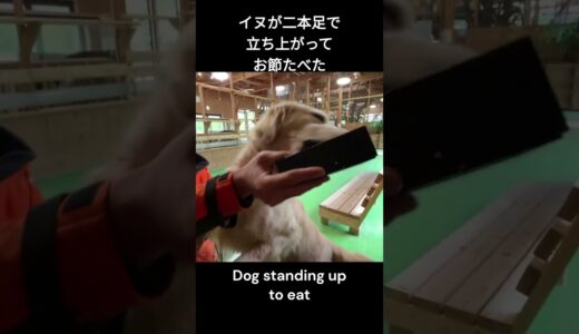 お節が食べたい犬が立った! Dog standing up to eat