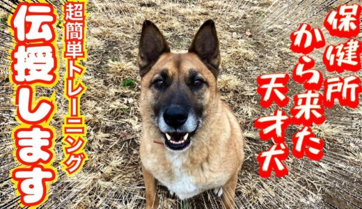 散歩でお悩みの飼い主様必見！コツコツの積重ねが自慢の愛犬へ大変身