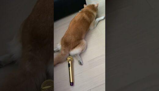 自分のおならにめちゃくちゃ驚く柴犬 #shorts