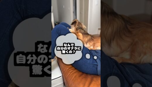 犬が自分のオナラに驚く理由がバカすぎた。 #shorts