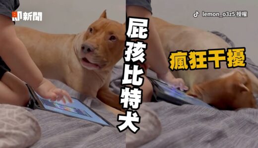 比特犬求弟陪玩遭忽略　調皮用身體撞平板求關注🥺｜寵物動物｜狗｜小主人