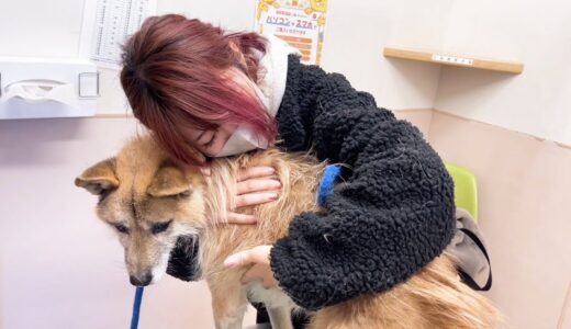 迷い犬の飼い主が見つかりました