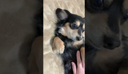 撫でられたくて腕に抱きついてくる犬が可愛すぎる