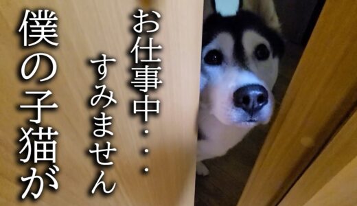 深夜にハスキー犬がクンクン騒いでるのでついて行ってみると子猫が...