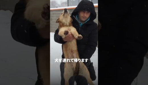 吹雪の中で捨てられた犬の運命は...