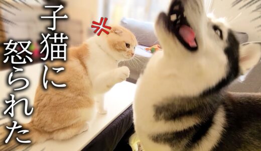 猫のおもちゃを壊して犬が怒られる瞬間…笑