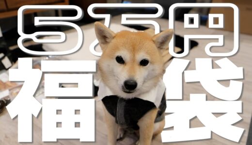 五万円の犬用福袋がお洒落で超豪華だった【free stitch福袋 2023】