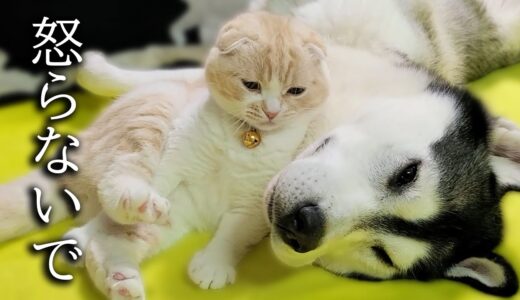 あれに気づいて子猫とハスキー犬に突然怒られちゃいました…