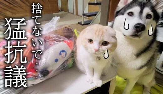 ぬいぐるみを処分しようとしたら子猫とハスキー犬達がこうなっちゃいました…