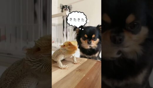 犬の餌を横取りするフトアゴヒゲトカゲ#shorts