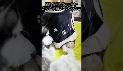 隠れて犬にちょっかいかけた子猫がこうなりました...笑#shorts