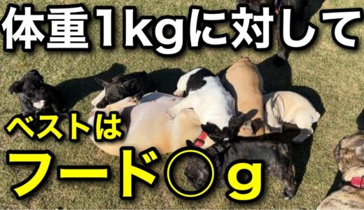 【一発解決】犬のフードの量でお悩みの方はこれを見れば答えが分かります