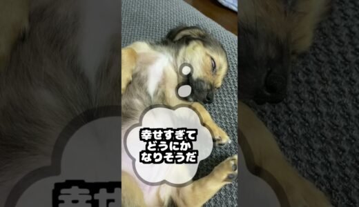 幸せな犬だけがこの行動をします。 #shorts