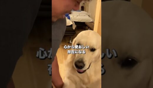 尽くした以上に尽くしてくる #大型犬  #ゴールデンレトリバー #コール家