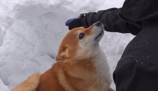 愛する柴犬に雪のトンネルを作ったら大好評だった。